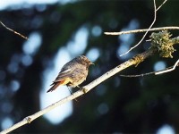 アルペ・ディ・シウジで見た♀幼鳥