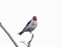 幼鳥