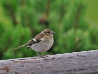 ズアオアトリ♀