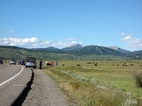 Elk Ranch Flats Turnoutでバッファロー-1