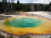 Old faithful-(Morning Glory)