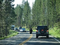 道路を歩くバッファロー