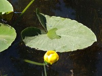 Isa Lakeのトンボとお花