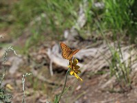 ヒョウモン蝶の一種