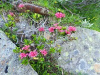 アルペンローゼの花