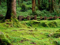 森歩き