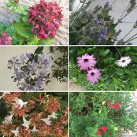 お花で溢れています。