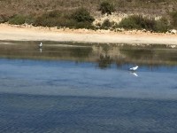 野鳥。何の鳥かな？
