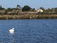 水辺には白鳥もいます。