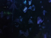 クラゲって癒される。
