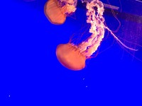 クラゲって癒される。