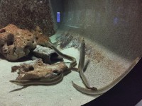 ウナギだ。日本の水族館にウナギっていたっけ？