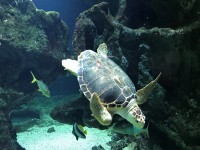 ウミガメ