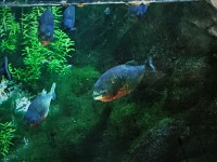 ピラニアも