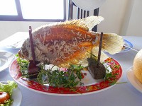 Elephant fish