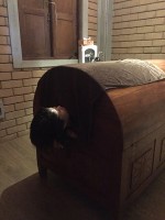 トリートメント（２）