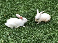 ウサギちゃん