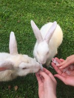 ウサギちゃん
