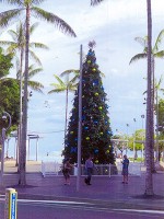 真夏のクリスマスツリー