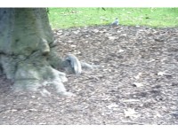 #セントジェームス公園