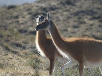 野生動物たち