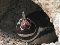 ペンギン
