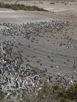 ペンギン