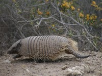 野生動物たち