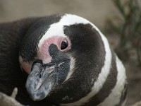 ペンギン