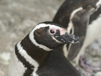 ペンギン