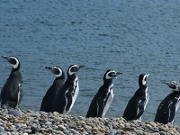ペンギン