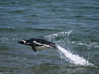 ペンギン