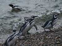 ペンギン