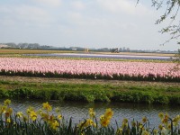 キューケンホフ公園