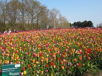 キューケンホフ公園