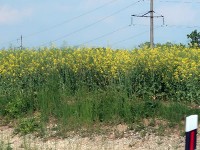 この時期ならではの菜の花