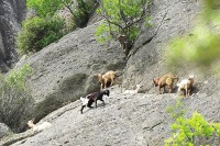 ハイキング途中で見つけた山羊