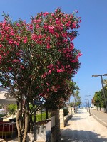 ホテル周辺を散歩