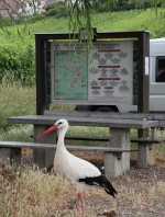 えさをねだるコウノトリ　パンは要らないらしい