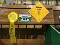オープンビッチ３位の黄色のロゼットとカードです！！