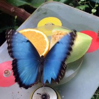 昆虫館