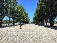 これは収容所の真ん中にある並木、収容されていたユダヤ人の方達が植えたそうです。わずかな休憩時間にここに集まって、話したりするのが、唯一の楽しみだったとか。
