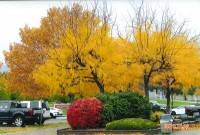 ホテル前の紅葉