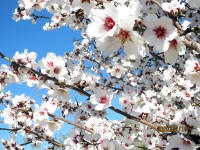 桜というより桃の花に似ているようです。