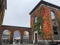蔦が紅葉して美しい