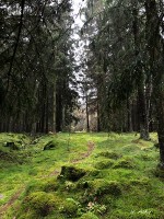 人の歩かないところはこのように苔むしている
