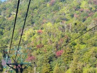 紅葉はまだ少し早め