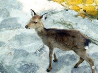 シカ、一帯に生息
