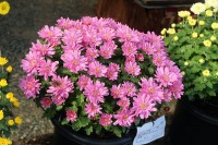 小菊