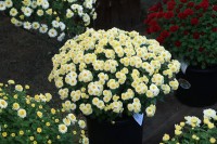 小菊